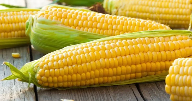 Mısır fiyatları son 3 yılın zirvesinde! El Nino etkisini gösterdi