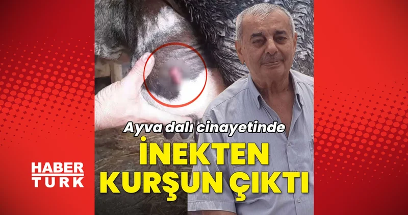 Son dakika haberler: Ayva dalı cinayetinde kurşunlardan biri inekten çıktı Samsun haberleri Son dakika haberleri