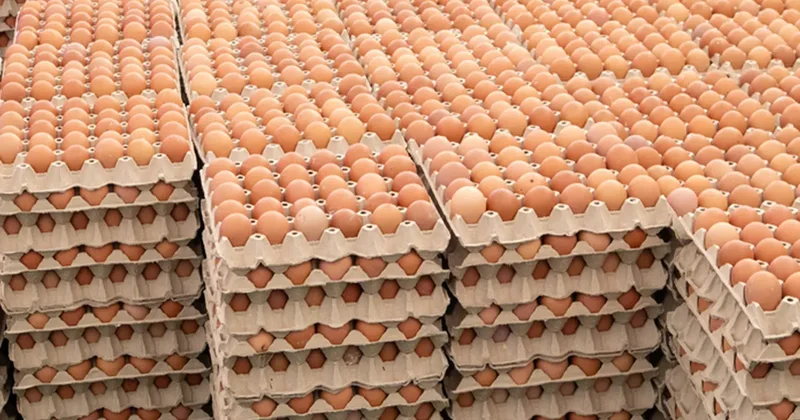 O ülkede salmonella alarmı! Yumurtaları tüketen 306 kişi hastalandı