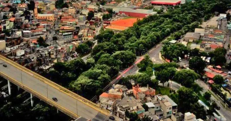 Tek başına asfaltın ortasına 41 bin ağaçlık orman kurdu Sözcü Gazetesi