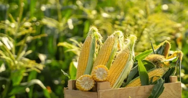 Mısırda El Nino etkisi: Fiyatlar 3 yılın zirvesinde!
