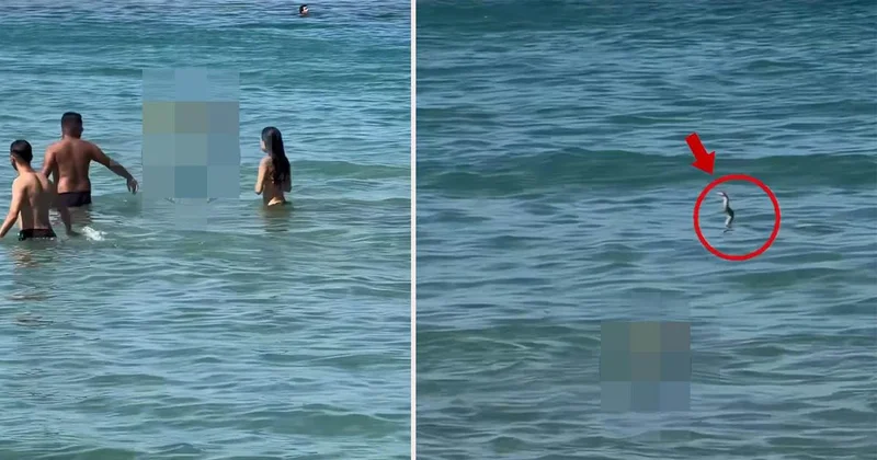 İzmir de gergin anlar! Yılanı görenler denizden hemen dışarı çıktı