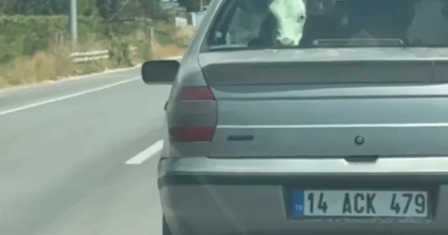 Buzağıyı otomobilin arka koltuğunda taşıdılar Bolu Haberleri Habertürk Yerel Haberler