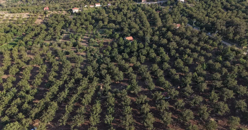 Rekolte çöküşü yaşayan ürün bu yıl altın kadar pahalı olacak: 7 bin tondan 2 bin tona düştü Sözcü Gazetesi