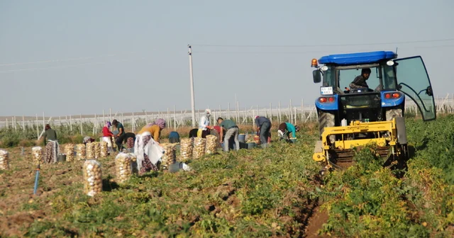 Niğde de kilosu 25 liradan satılan patates, üreticinin yüzünü güldürdü Niğde Haberleri Habertürk Yerel Haberler
