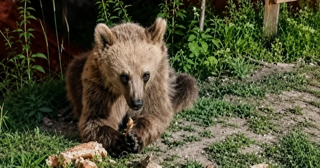Piknikçilerin yiyecekleriyle beslenen bozayı ilgi odağı oldu Erzincan Haberleri Habertürk Yerel Haberler