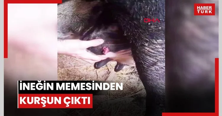 İneğin memesinden kurşun çıktı