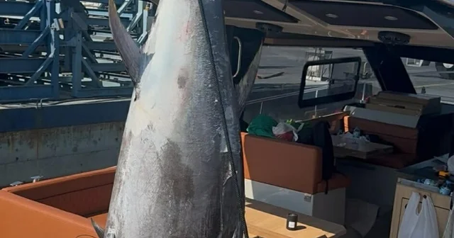 Oltayla 260 kilogram ağırlığında orkinos yakaladı İzmir Haberleri Habertürk Yerel Haberler