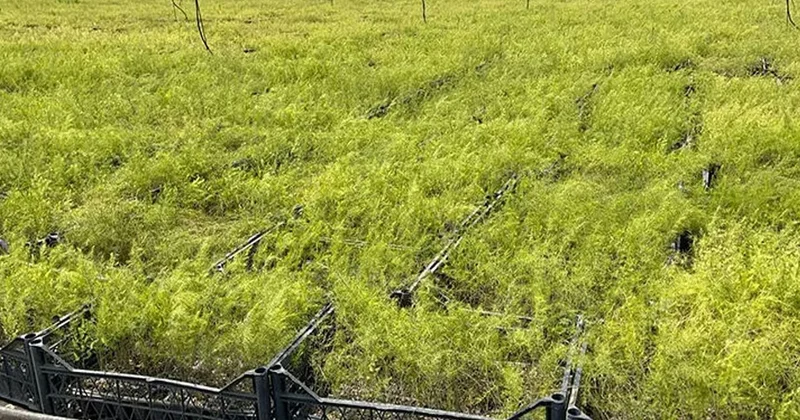 Bahçesine eken 2 yıl bekliyor 20 yıl hasat ediyor: Kilosu 1200 lira Sözcü Gazetesi