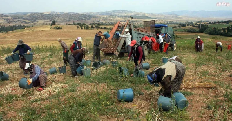 Çiftçileri iflasın eşiğine getiren hastalık: Ürünler tarlada kalmaktan son anda kurtuldu Sözcü Gazetesi