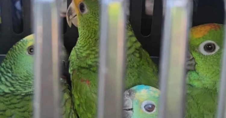 Köprü gişelerinde kaçak kuş operasyonu: Macaw ve Amazon papağanlarına el konuldu