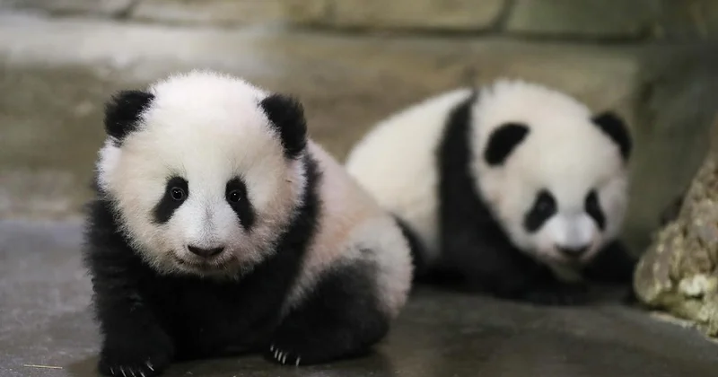 Panda diplomasisi geri döndü: Birkaç gün içinde ulaşacaklar