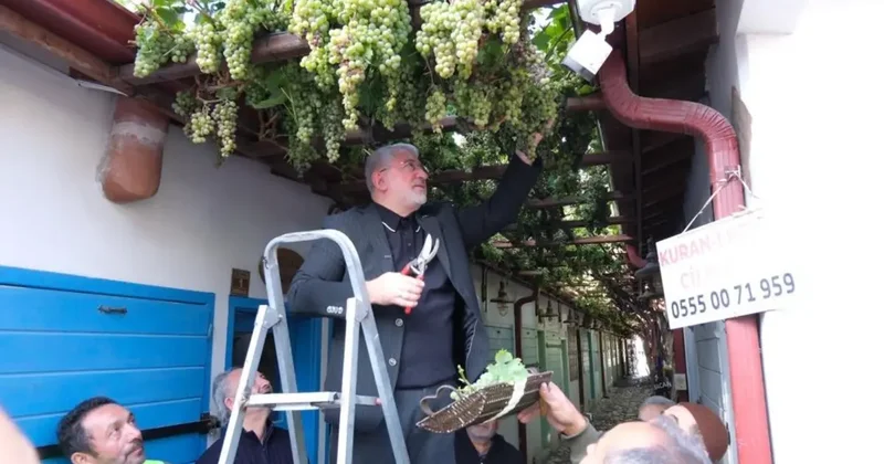 Dünyanın en dar arastasını süsleyen üzümler hasat edildi