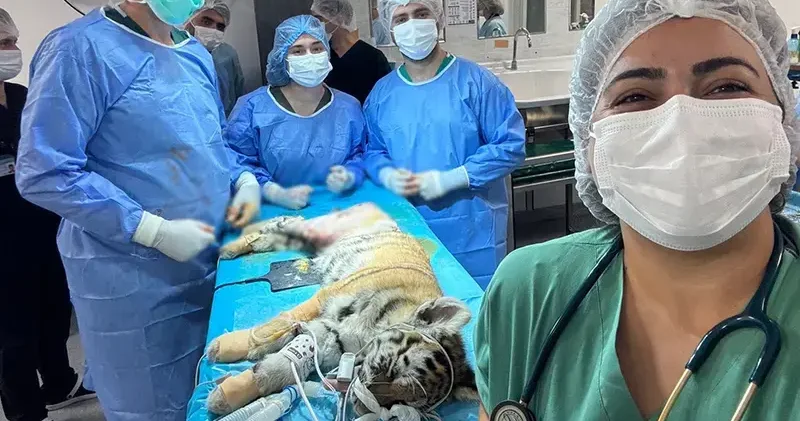 3 aylık yavru kaplan ameliyatla sağlığına kavuştu