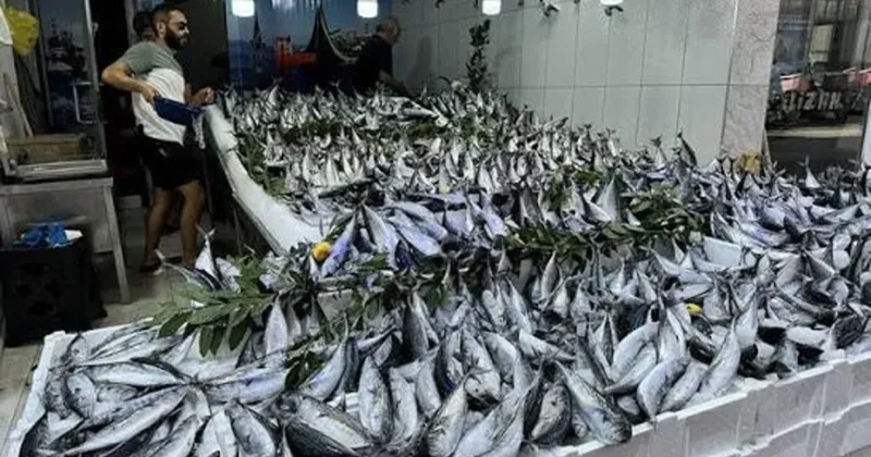 Palamut, hamsi, istavrit... İstanbul da balık tezgahlarında bolluk başladı