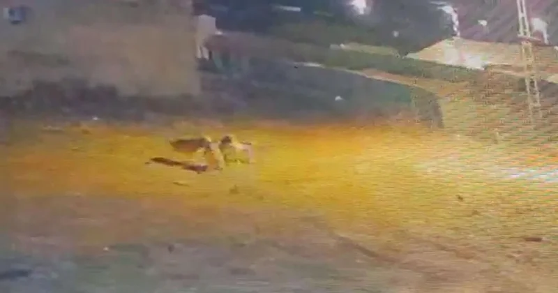 Köye inen kurtlar, köpeğe saldırdı Sözcü Gazetesi