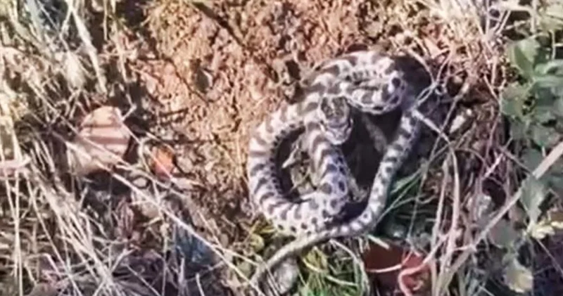Mantar ararken karşılaştı; dünyanın en zehirlilerinden!