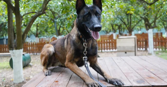 Antalya nın ilk enkazda canlı arama sertifikalı köpeği Tina oldu Antalya Haberleri