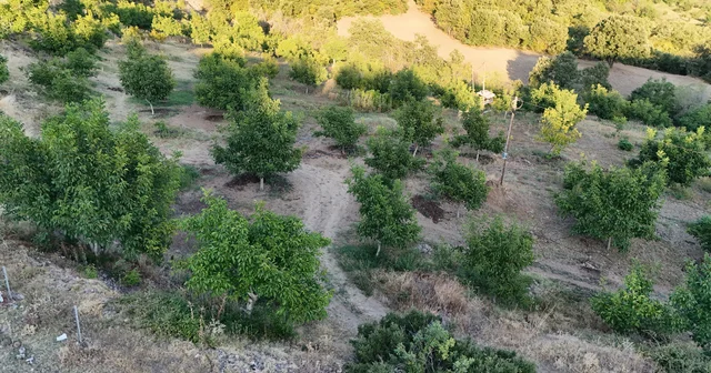 Tokat ta cevizi zirai don vurdu: 2 bin 400 tonluk rekolte 25 tona düştü Tokat Haberleri