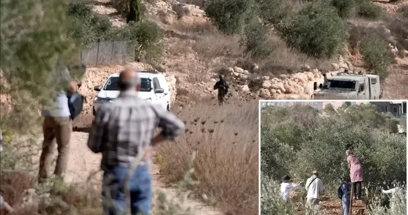 Hamas: Batı Şeria’daki çiftçilere yönelik saldırılar örgütlü terör politikasıdır Ortadoğu Haberleri