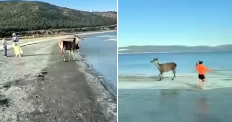 Nesli tehlikedeki kızıl geyik plajda görüntülendi