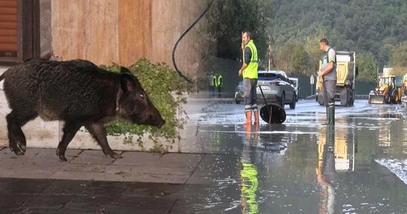 İstanbul da domuz boğuldu! Göle dönen yolda...
