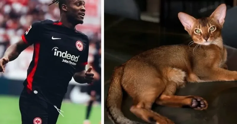 Tüm ülke Batshuayi nin kedisi için tek yürek oldu