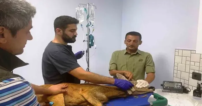 Samsun’da bin 200 hayvan tedavilerinin ardından doğaya salındı