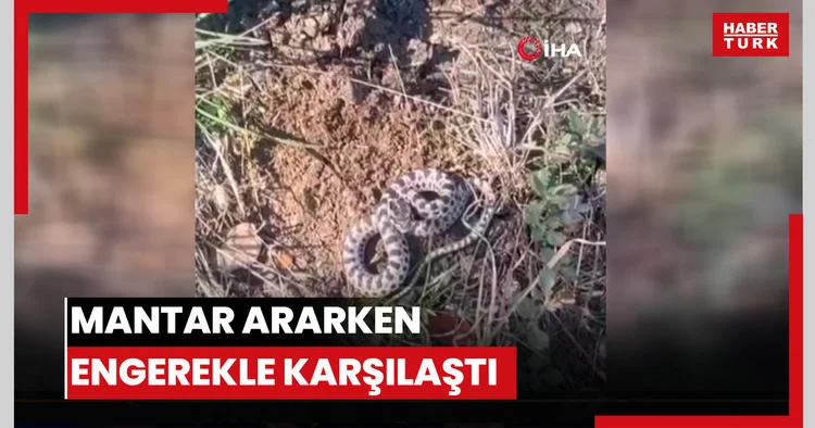 Mantar ararken dünyanın en zehirli yılanlarından engerekle karşılaştı