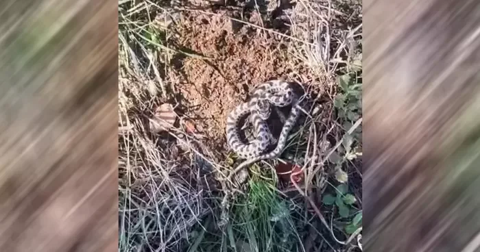 Mantar toplarken burun buruna geldi! Karabük te engerek yılanı paniği