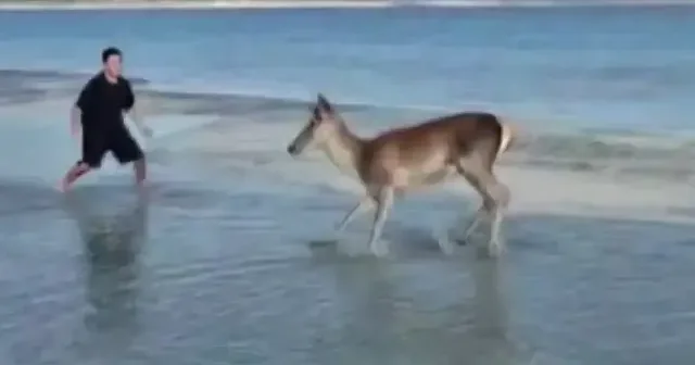 Salda Gölü’nün maskot geyiği keyifli anlar yaşadı VİDEO İZLE