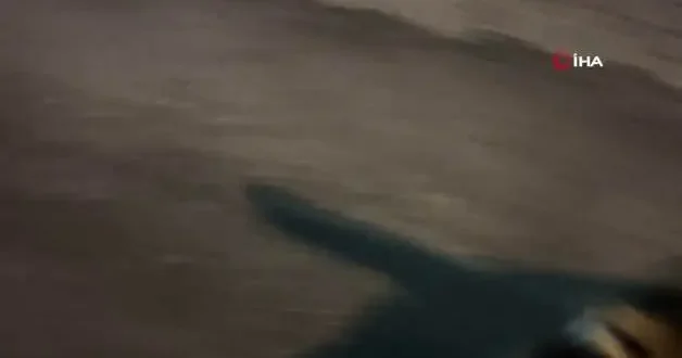 Kedi ile tilkinin yemek kavgası kamerada