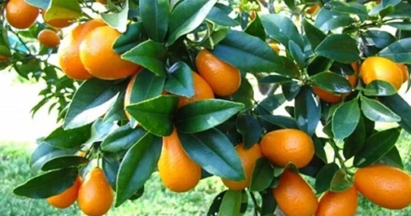 Herkes mandalina sanıyor ama değil: C vitamini çok daha fazla tüketenlere hastalık uğramıyor Sözcü Gazetesi