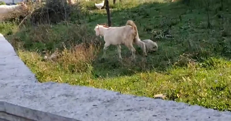 Sapanca da çatıya çıkan keçi itfaiye merdiveniyle aşağı indirildi