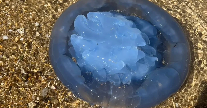 Körfezden kıyıya vurdu, görenler ne olduğunu anlamadı! Mavi rengi göz alıyor