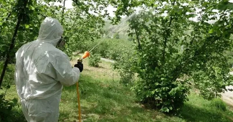 Karadeniz de istilacı böcek alarmı! Yeni sistem devreye sokulacak