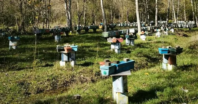 Arılı Kovan Destekleme başvurularında son 5 gün Bartın Haber Habertürk Yerel Haberler