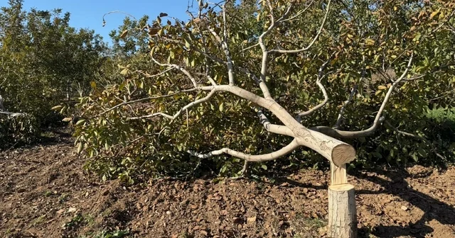 İki bahçesindeki 30 ağaç kesildi, jandarmaya şikayetçi oldu İzmir Haberleri