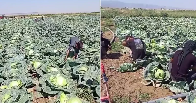 Günlük 4 bin lira yevmiyeyle işçi bulamayan çiftçi isyan etti