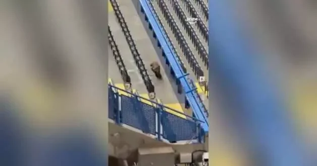 Şampiyonlar Ligi maçı öncesi Tilki paniği!