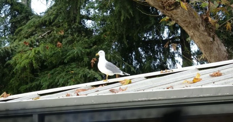 Martı top kurtarıcısı oldu