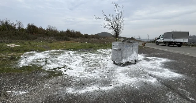 Samsun da ölü bulunan 9 köpekten alınan doku örnekleri teste gönderildi Samsun Haberleri