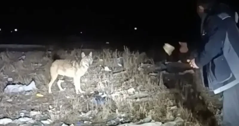 Arazide karşılaştığı kurdu eliyle besledi