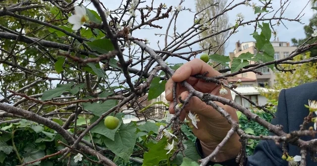 Erik ağacı Kasım ayında çiçek açıp meyve verdi Sinop Haberleri