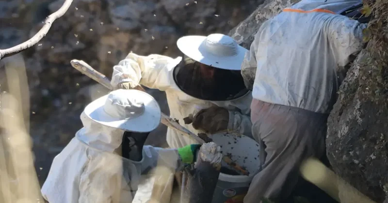 Özel izinle bölgeye giriliyor, binbir zahmete katlanılarak toplanıyor