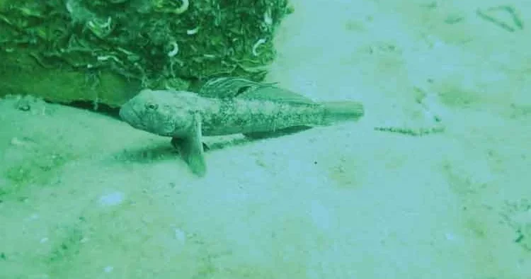 Deniz altında sevindiren artış