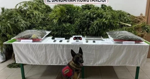 Çiftliğinde esrar ve kenevir ele geçirilen avukat beraat etti, 2 çalışanı 14 er yıl 9 ar ay ceza aldı Konya Haberleri