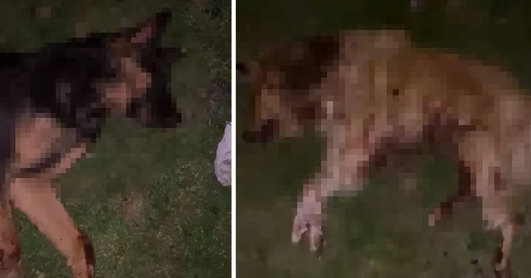 Köpekler çöp kovasında ölü bulundu Vahşet sonrası valilikten açıklama