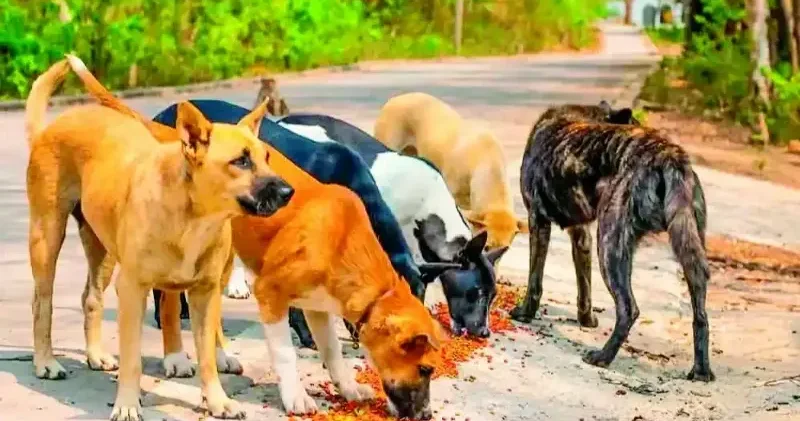 Kontrolsüz beslemek yasak Yerel Gündem Haberleri