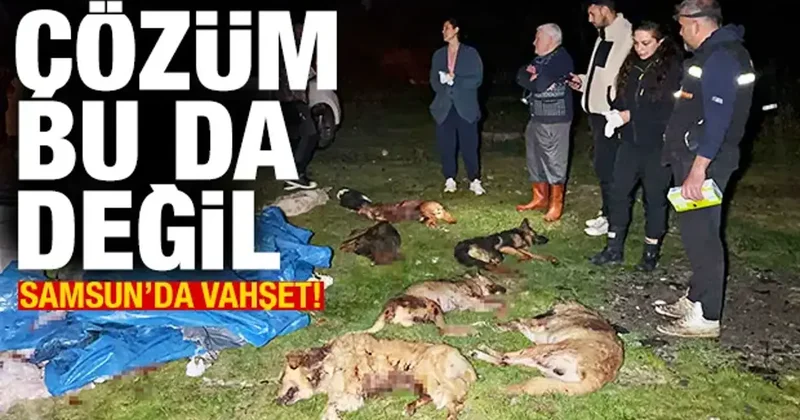 Samsun da 9 köpek kurşunlanarak öldürüldü